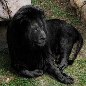 Meet your Posher, Eliezer ezra moran